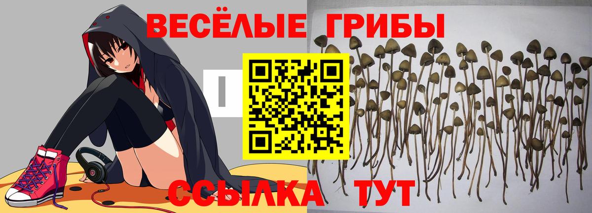 Псилоцибиновые грибы Cubensis  Галлюциногенные грибы ЛСД  Кубинка  Вход с VPN 
